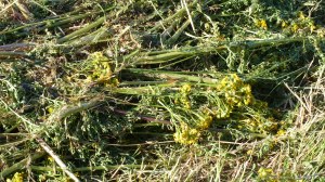 Details of a mown field in July at Charlton Down