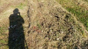 Details of a mown field in July at Charlton Down