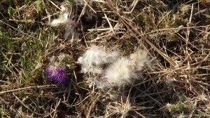 Details of a mown field in July at Charlton Down