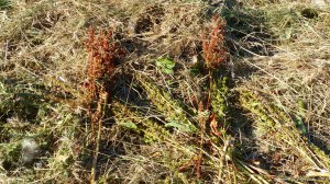 Details of a mown field in July at Charlton Down