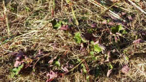 Details of a mown field in July at Charlton Down