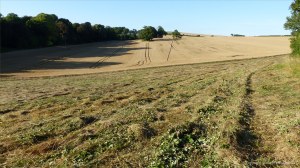 Details of a mown field in July at Charlton Down