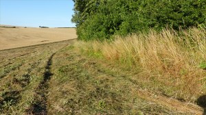 Details of a mown field in July at Charlton Down