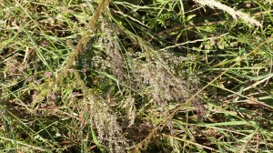 Details of a mown field in July at Charlton Down