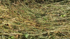 Details of a mown field in July at Charlton Down