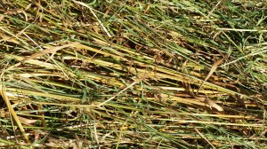 Details of a mown field in July at Charlton Down