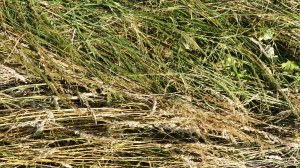 Details of a mown field in July at Charlton Down