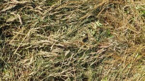Details of a mown field in July at Charlton Down