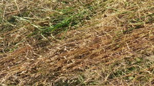 Details of a mown field in July at Charlton Down