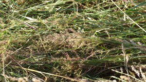 Details of a mown field in July at Charlton Down