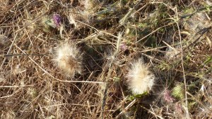 Details of a mown field in July at Charlton Down