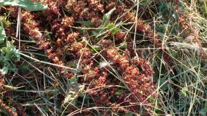 Details of a mown field in July at Charlton Down