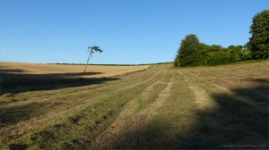 Details of a mown field in July at Charlton Down