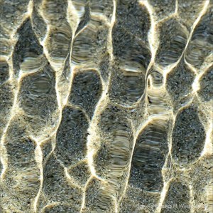 Refracted light on shallow tide pool rippled water