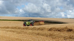 Harvested wheat fields at Charlton Down
