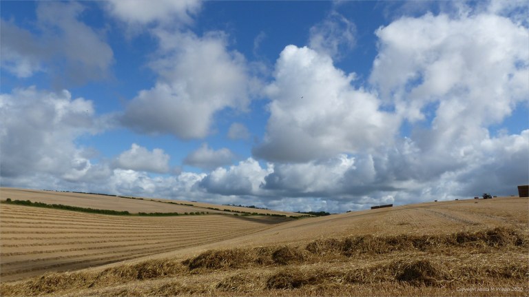 Harvested wheat fields at Charlton Down