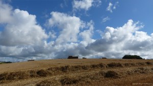 Harvested wheat fields at Charlton Down