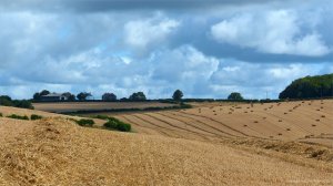 Harvested wheat fields at Charlton Down