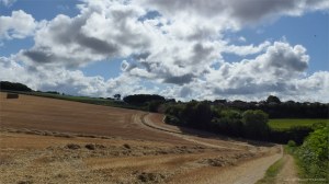 Harvested wheat fields at Charlton Down