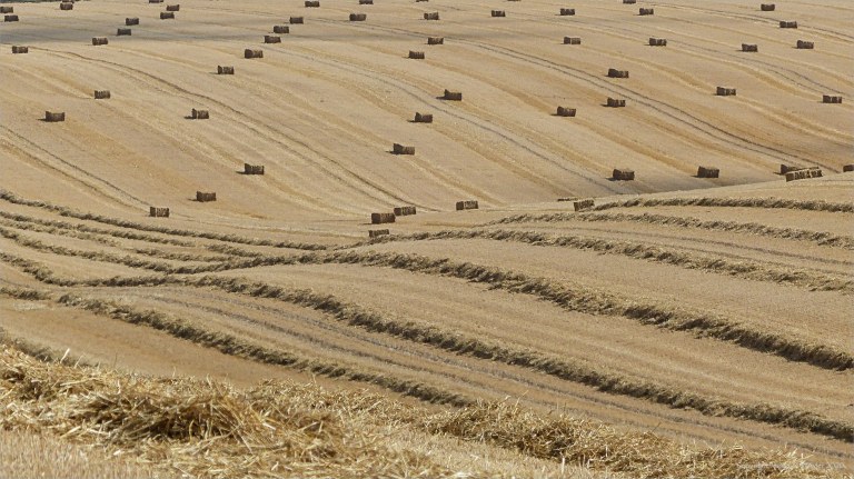 Harvested wheat fields at Charlton Down