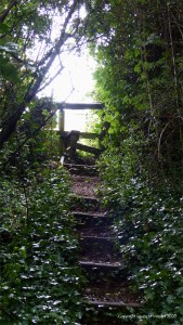 Old wooden stile among trees