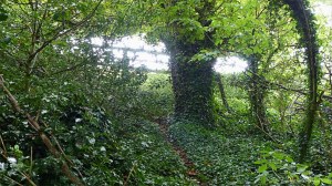 Animal track in the woods