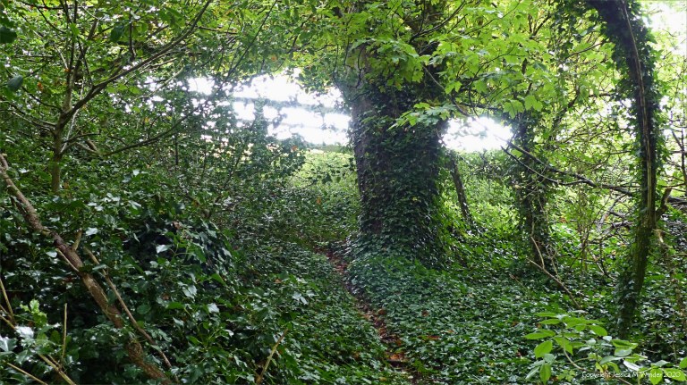 Animal track in the woods