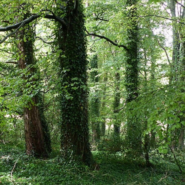 Trees in a narrow woodland belt between fields