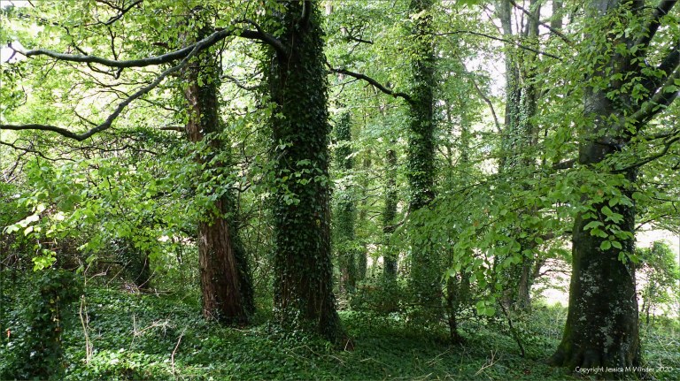 Trees in a narrow woodland belt between fields