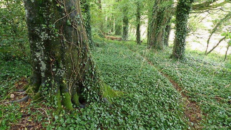 Animal track in the woods