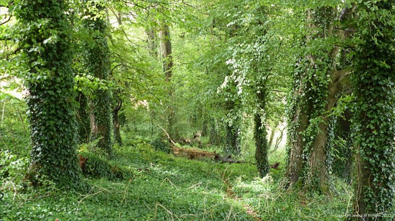Fallen trees across animal trail in the woods
