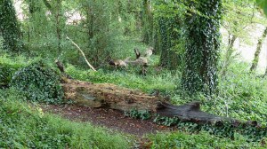Fallen trees across animal trail in the woods