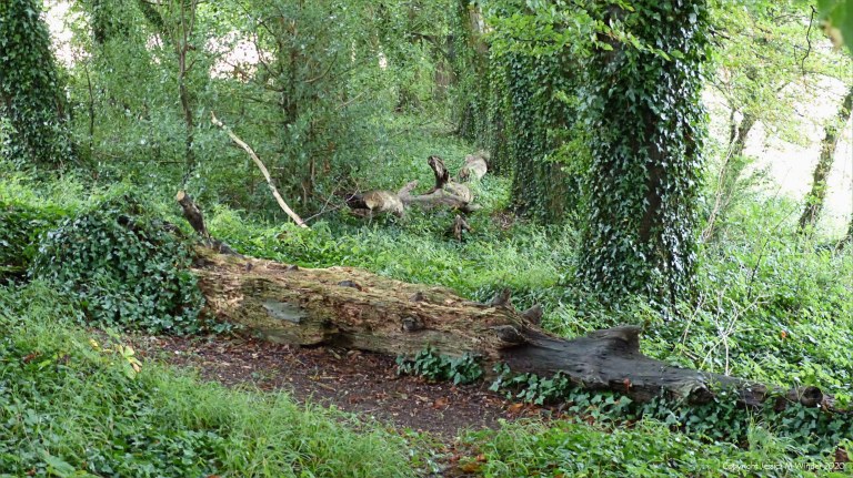Fallen trees across animal trail in the woods