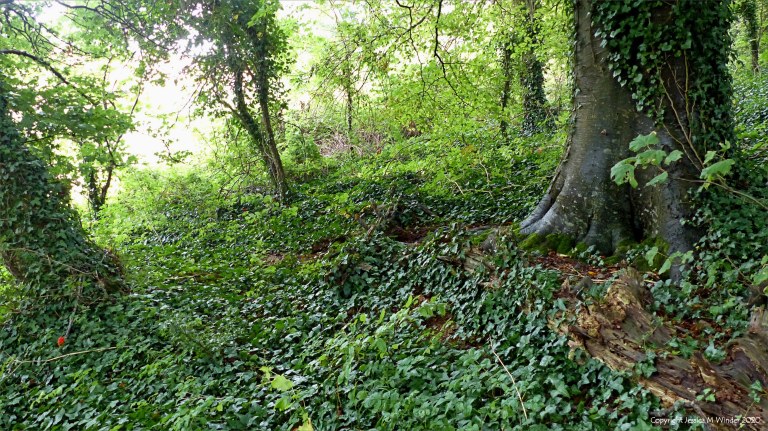 Woodland floor covered with ivy