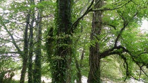 Detail of trees in a woodland belt