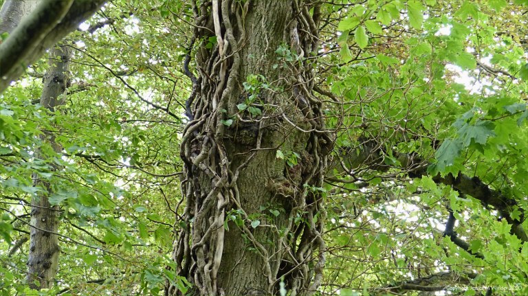 Detail of ivy-clad tree in a wood