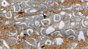 Fossils in the rocks at Ringstead beach