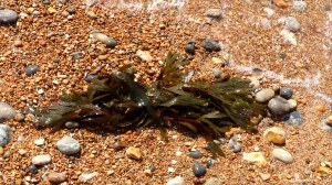 Fucoid seaweed washed ashore
