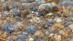 Pebbles under water