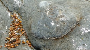 Ammonite fossil in the rocks at Ringstead