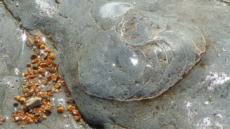 Ammonite fossil in the rocks at Ringstead
