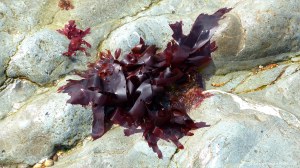 Seaweed washed up on rocks