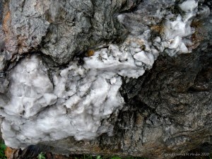 Close up photograph of metamorphic rock