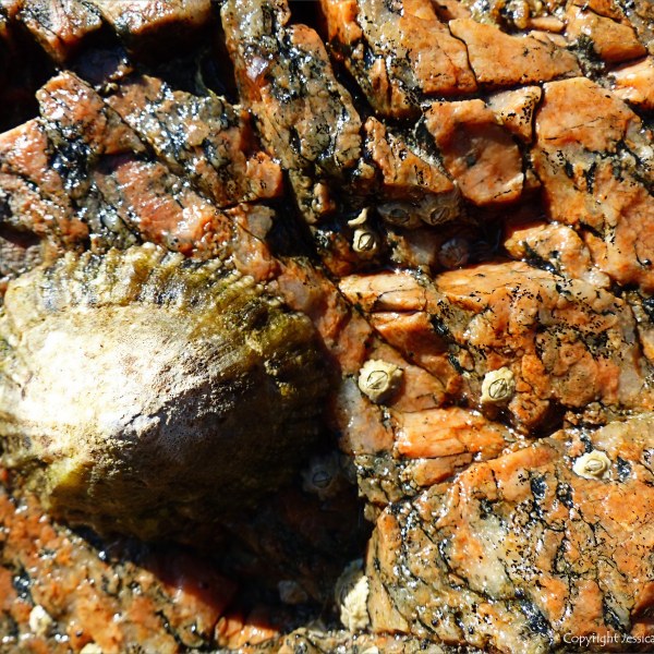 Rock texture and pattern at Moulin Huet Bay