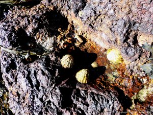 Rock texture and pattern at Moulin Huet Bay