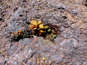 Rock texture and pattern at Moulin Huet Bay