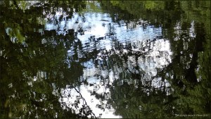 Natural abstract patterns in reflections on water