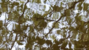Natural abstract patterns in reflections on water