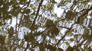 Natural abstract patterns in reflections on water