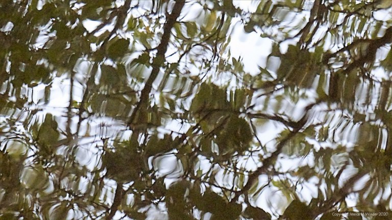 Natural abstract patterns in reflections on water
